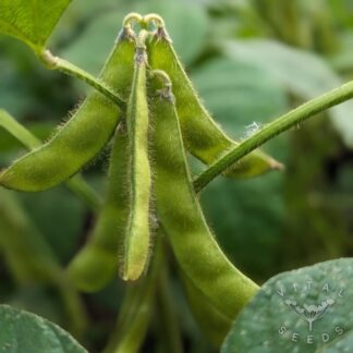 Soybean - Fiskeby (Organic)