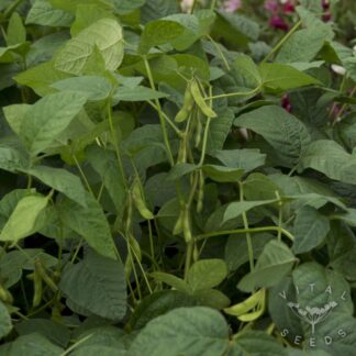 Soybean - Fiskeby (Organic)