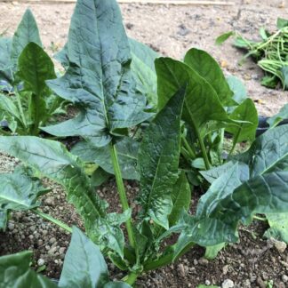 Spinach - Matador (Organic)