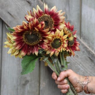 Sunflower - Floris (Organic)