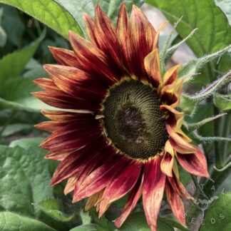 Sunflower - Floris (Organic)