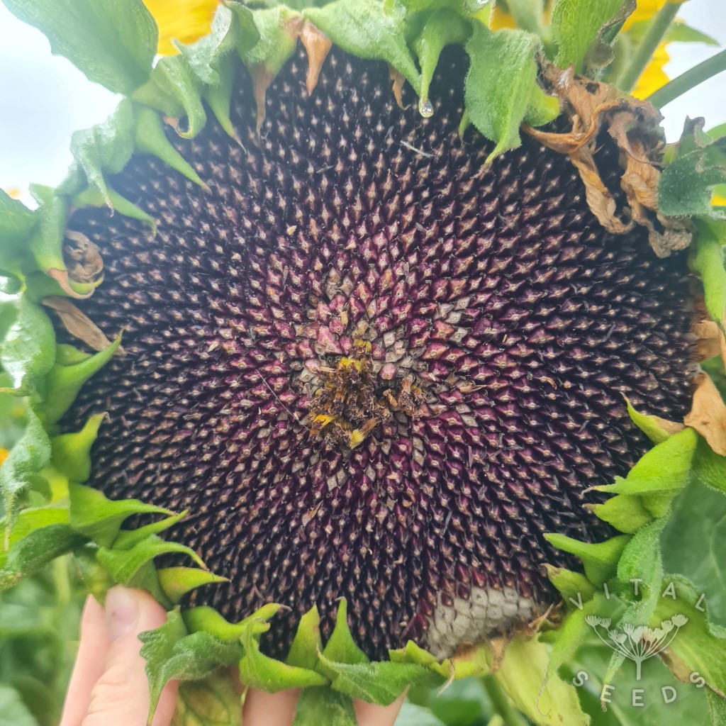 Sunflower - Hopi Black (Organic) - Image 4