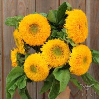 Teddy Bear Sunflower