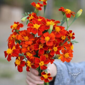 French Marigold - Orange (Organic)