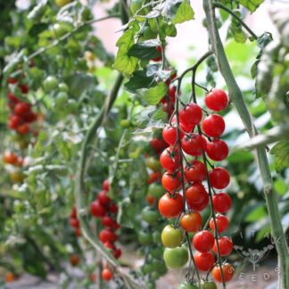 Tomato - Mango Lassi (Organic)