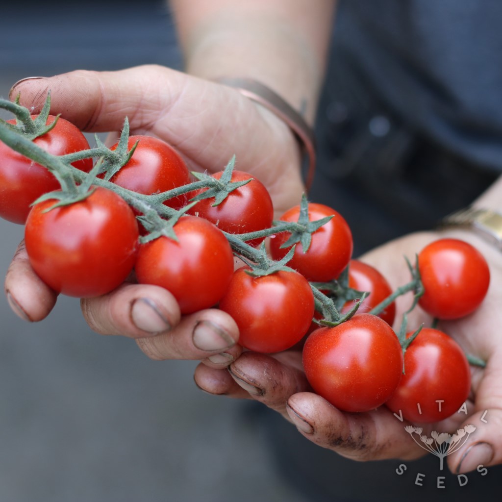 Tomato - Mango Lassi (Organic) - Image 2