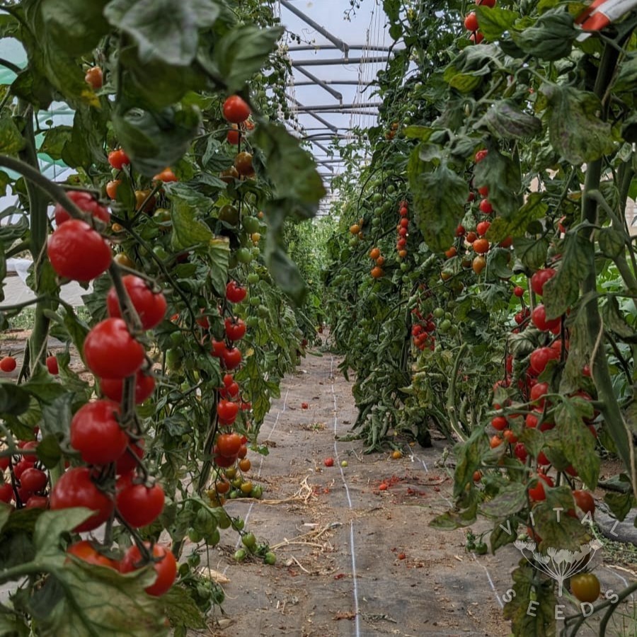 Tomato - Mango Lassi (Organic) - Image 3