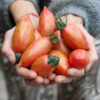 Pink Tiger Tomato
