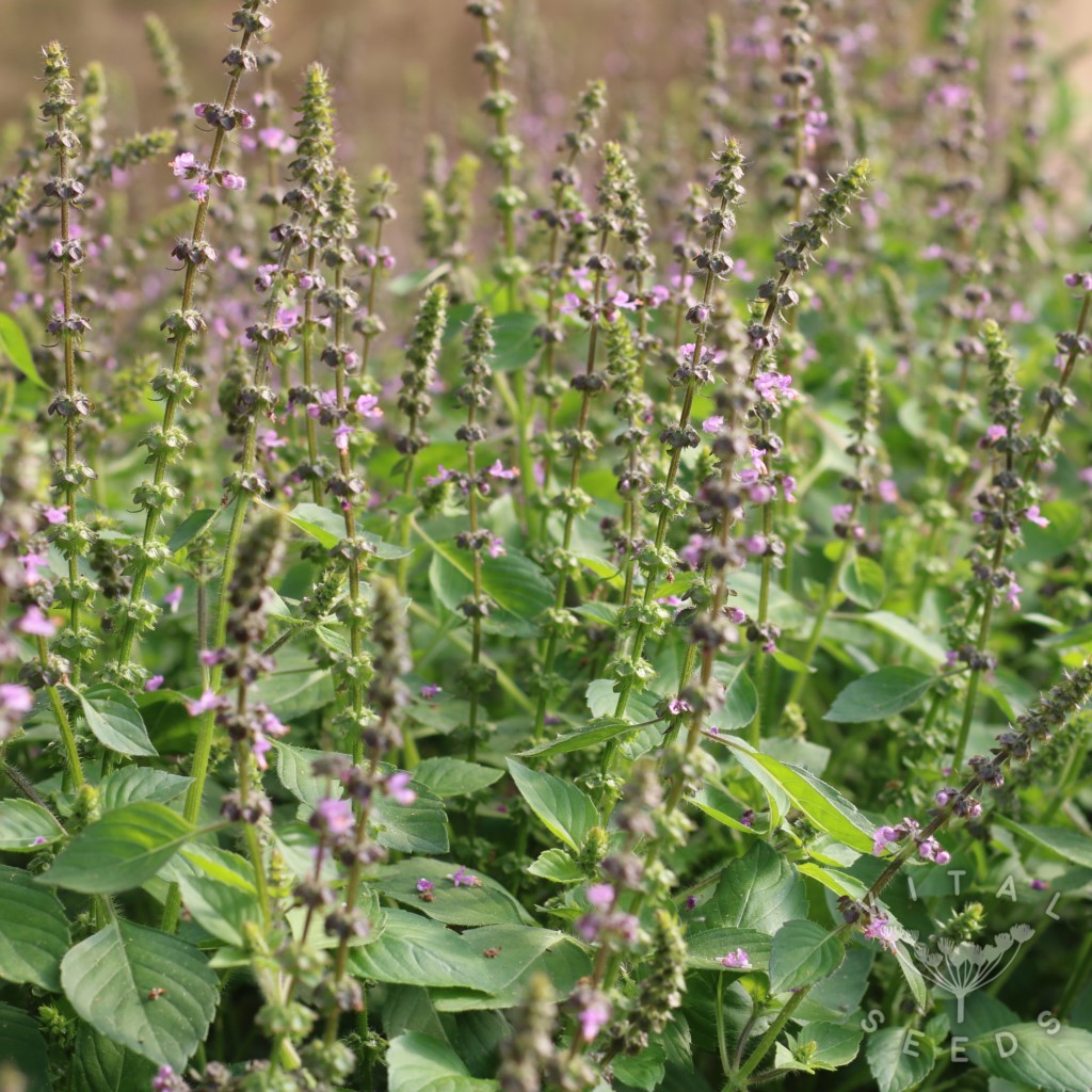 Basil - Tulsi (Organic) - Image 4