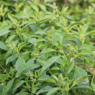 Basil - Tulsi (Organic)