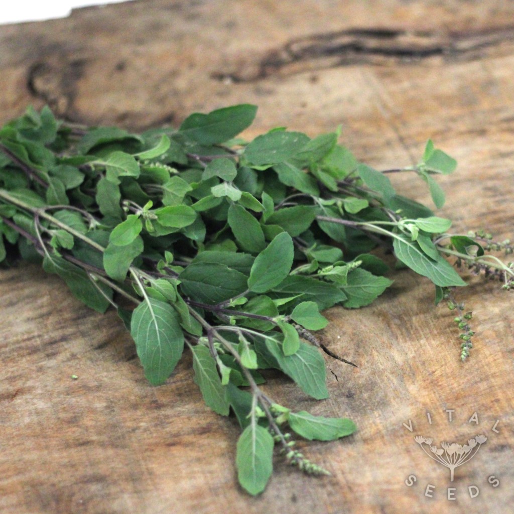 Basil - Tulsi (Organic) - Image 3