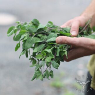 Basil - Tulsi (Organic)