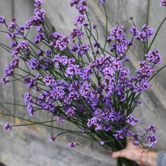 Verbena bonariensis - Vanity (Organic)