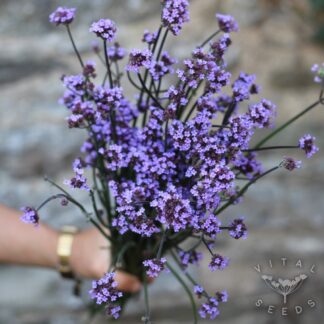Verbena bonariensis Seeds