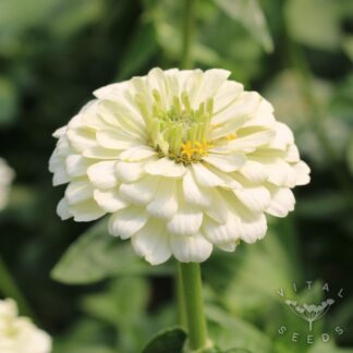 Zinnia - Polar Bear (Organic)