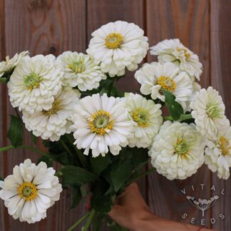 Zinnia - Polar Bear (Organic)