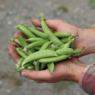 Pea - Sohara (Organic)