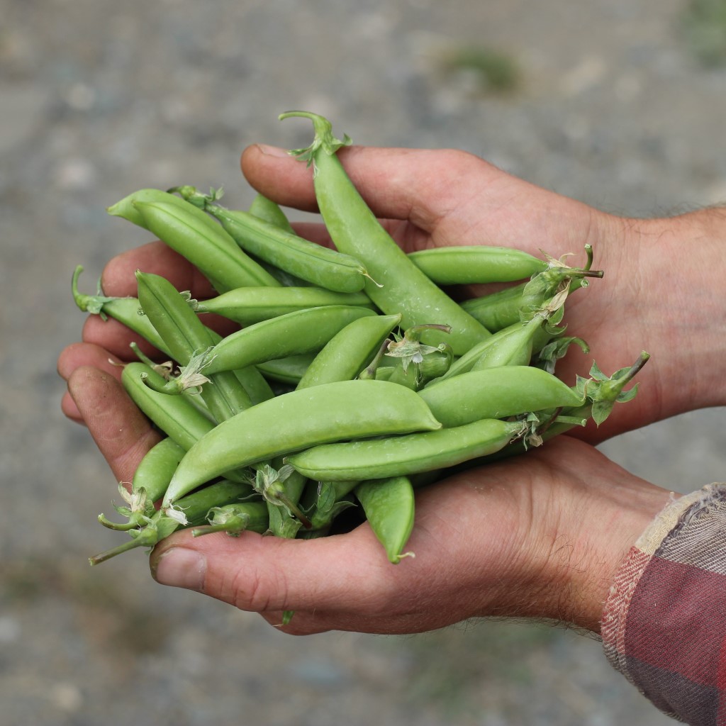 Pea - Sohara (Organic)