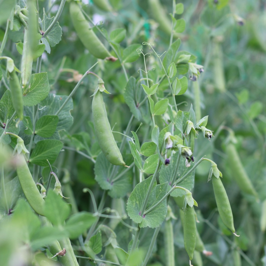 Pea - Sohara (Organic) - Image 2