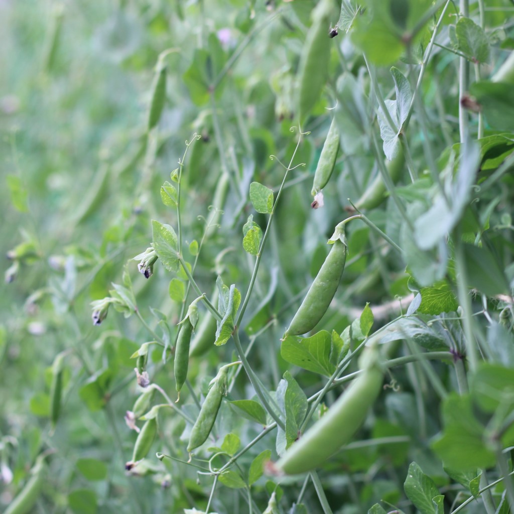 Pea - Sohara (Organic) - Image 3