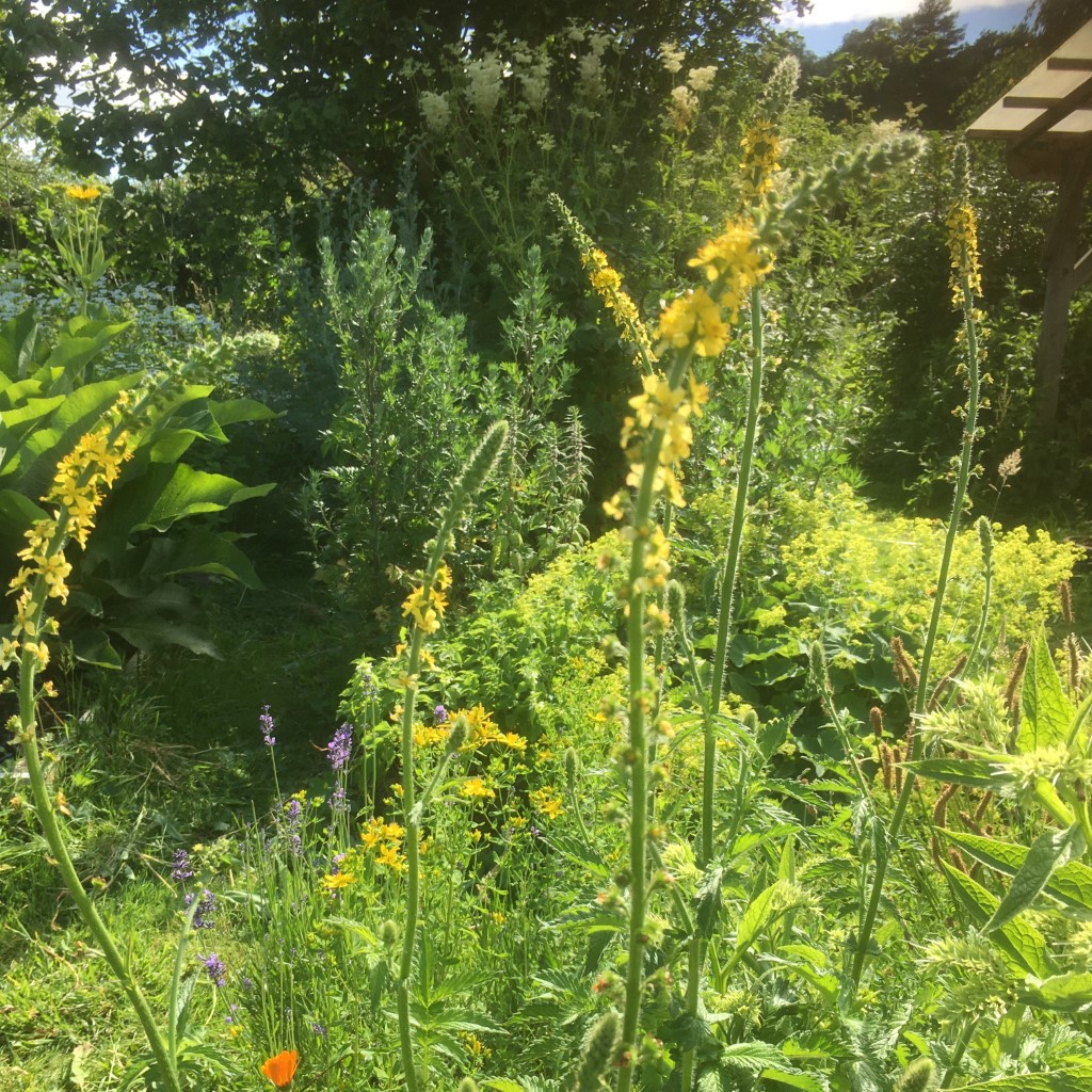 Common Agrimony (Organic) - Agrimonia eupatoria ***NEW FOR 2026***