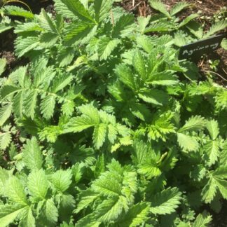 Common Agrimony (Organic) - Agrimonia eupatoria ***NEW FOR 2026***