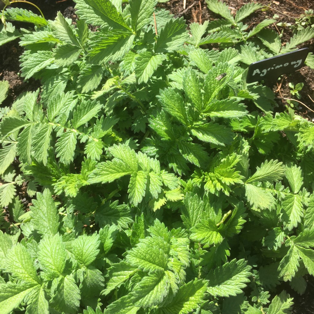 Common Agrimony (Organic) - Agrimonia eupatoria ***NEW FOR 2026*** - Image 2