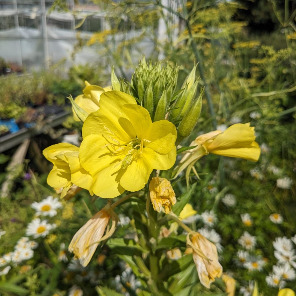 Evening Primrose (Organic) - Oenothera biennis ***NEW FOR 2026***
