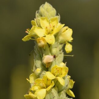 Mullein - Verbascum thapsus (Organic)