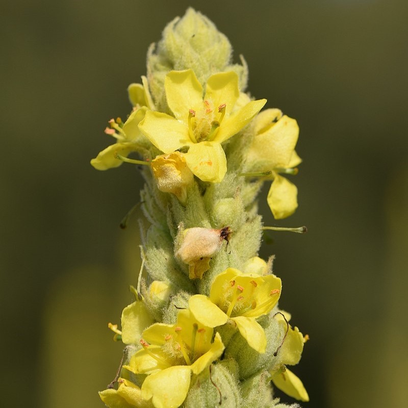 Mullein - Verbascum thapsus (Organic)