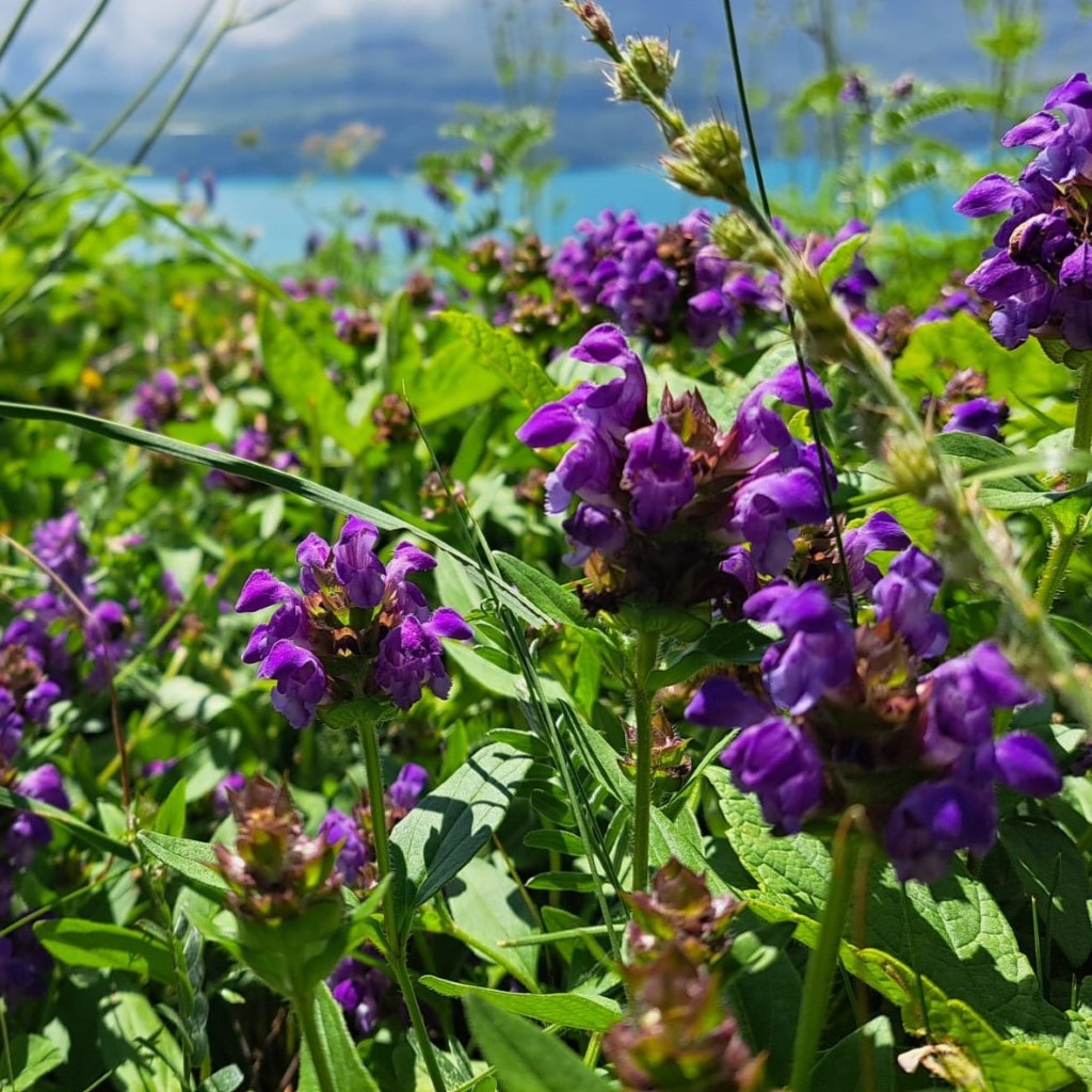 Selfheal (Organic) - ***NEW FOR 2026***
