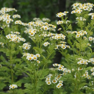 Feverfew (Organic) - Tanacetum parthenium ***NEW FOR 2026***