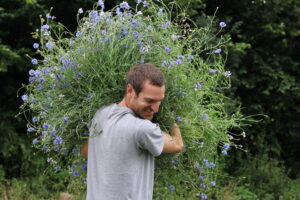 Harvesting cornflowers