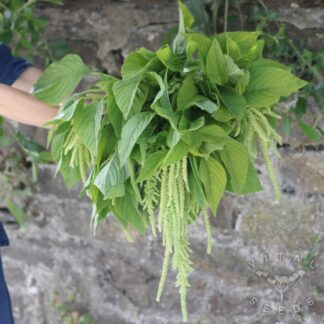 Amaranth - Green Tails (Organic) ***NEW FOR 2026***