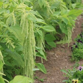 Amaranth - Green Tails (Organic) ***NEW FOR 2026***