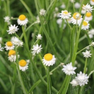 Everlasting Sandflower Seeds