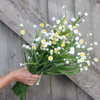 Everlasting Sandflower (Organic) ***NEW FOR 2026***