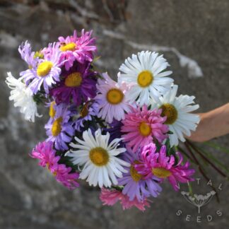 Aster - Single mix (Organic)