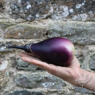 Aubergine - Early Black Egg (Organic) ***NEW FOR 2026***