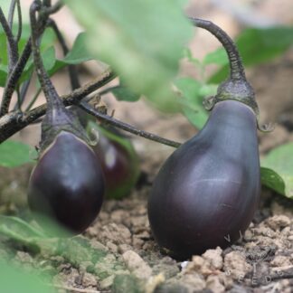 Aubergine - Early Black Egg (Organic) ***NEW FOR 2026***