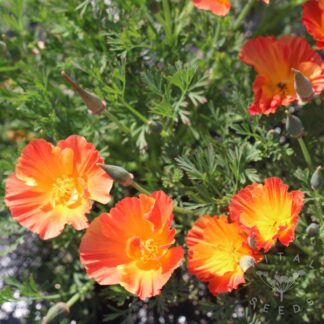 California poppy - Thai Silk Apricot Chiffon (Organic) ***NEW FOR 2026***