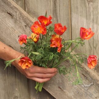 California poppy - Thai Silk Apricot Chiffon (Organic) ***NEW FOR 2026***