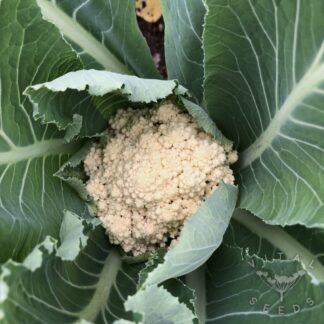 Cauliflower - Snowball (Organic)