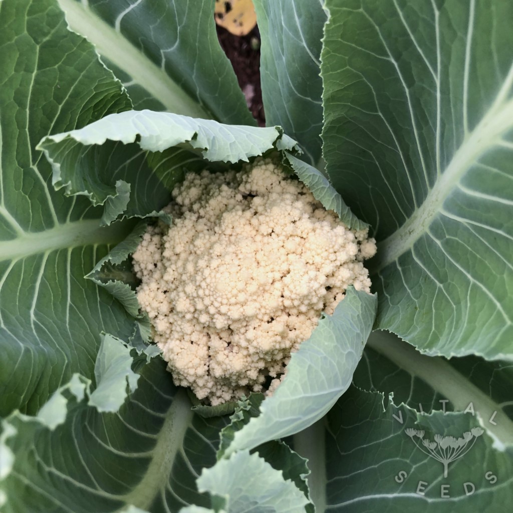 Cauliflower - Snowball (Organic) - Image 2