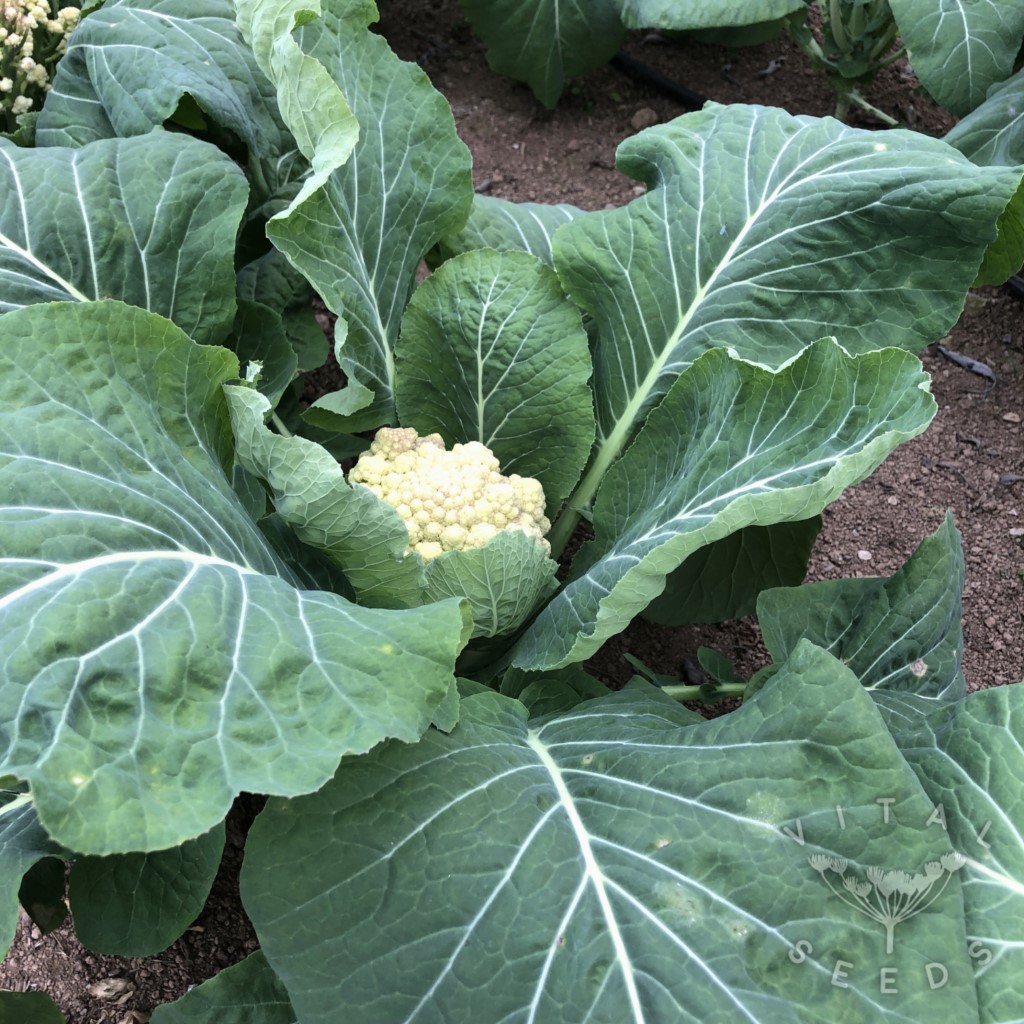 Cauliflower - Snowball (Organic) - Image 3