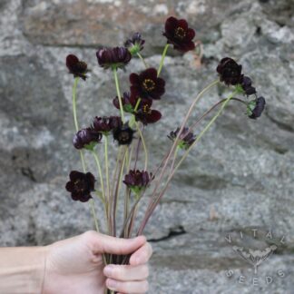 Chocolate Cosmos (Organic)
