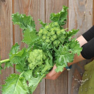 Cima Di Rapa - 150 days (Organic) ***NEW FOR 2026***