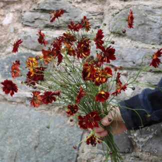 Coreopsis - Roulette (Organic) ***NEW FOR 2026***