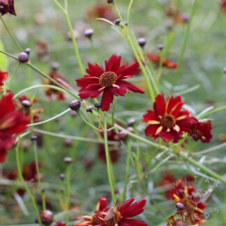 Coreopsis - Roulette (Organic) ***NEW FOR 2026***