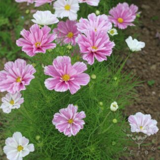 Cosmos - Pink Mosaic (Organic) ***NEW FOR 2026***